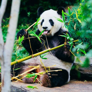 Le bambou, une solution efficace contre la déforestation !