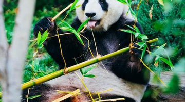 Le bambou, une solution efficace contre la déforestation !